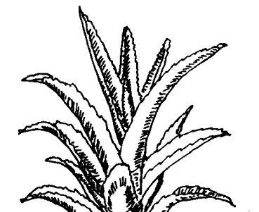 芦荟的功效与作用