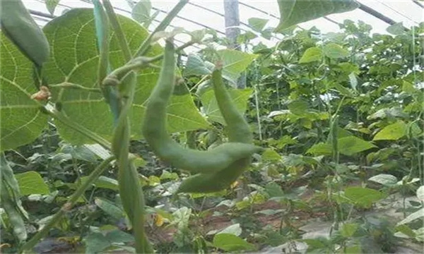 芸豆出现畸形的原因是什么