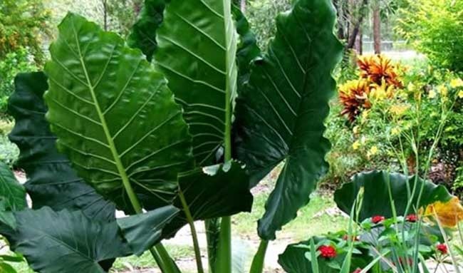滴水观音种植方法