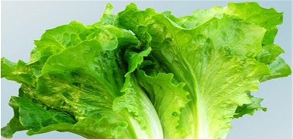 生菜的营养价值