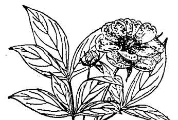 芍药花