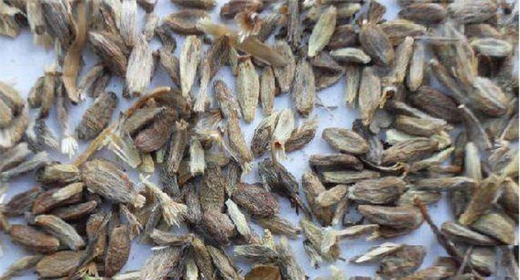 白术种子