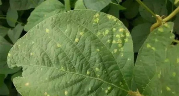 大豆霜霉病