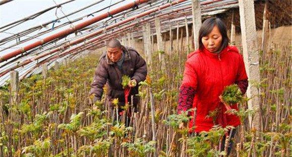 香椿大棚种植技术要点
