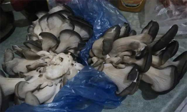 发黑的蘑菇可以吃吗