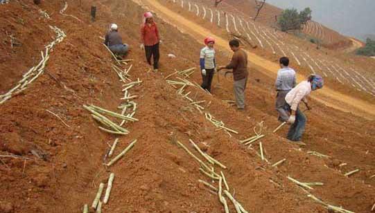 甘蔗的种植技术 甘蔗种植技术