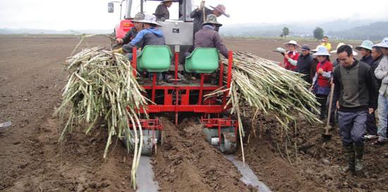 甘蔗的种植技术 甘蔗种植技术