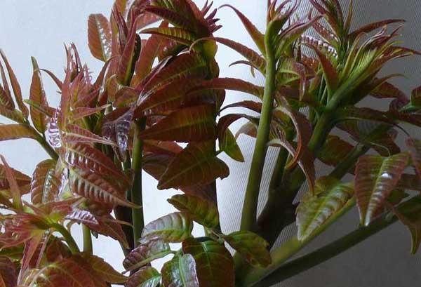 香椿种植技术