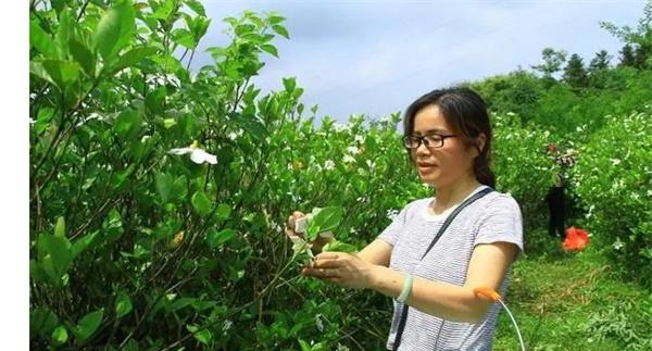 栀子如何采收与加工