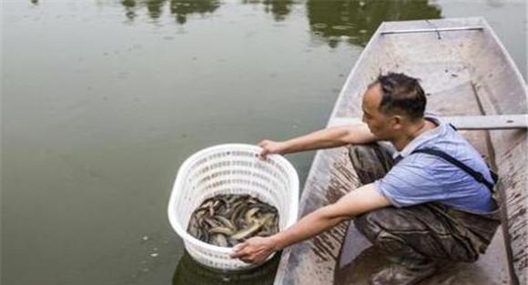 暂养泥鳅的注意事项