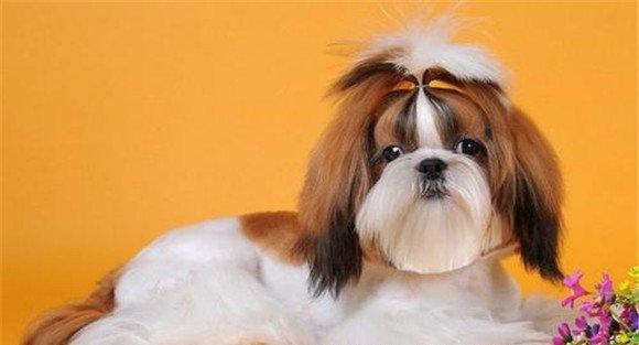 如何选购西施犬