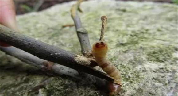 云斑天牛的防治方法