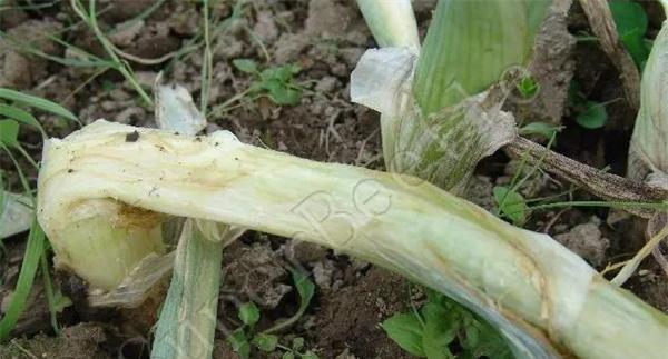 葱蒜类蔬菜细菌性软腐病的防治方法