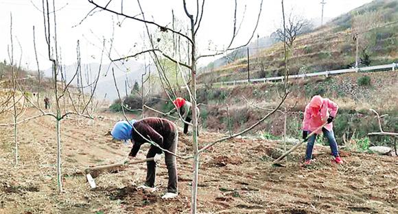 梨树施肥方法