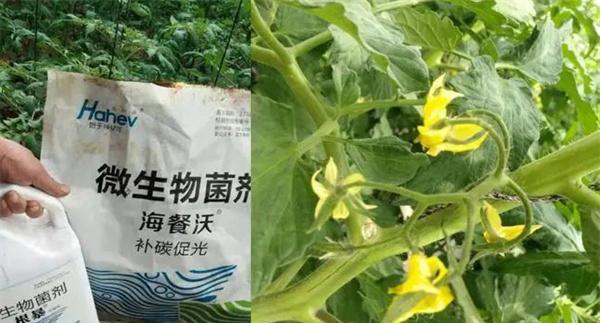 穴肥要施用生物菌肥