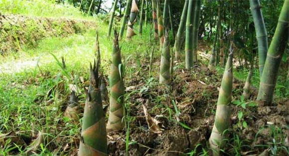 竹笋种植时间和方法