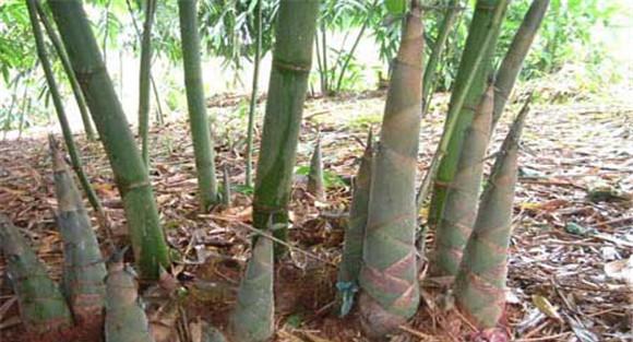 竹笋种植后的管理方法