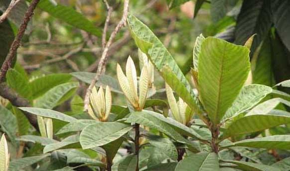 果树种植方法