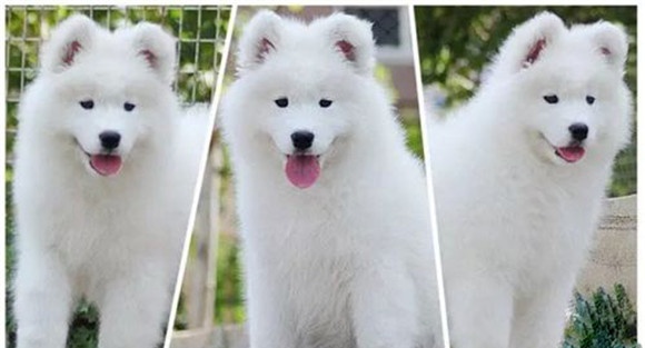 犬的性别选择问题