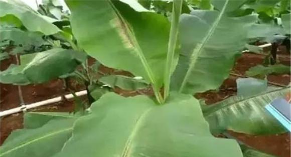 香蕉束顶病防治方法