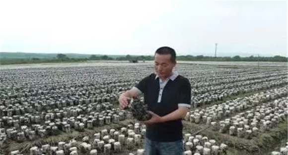 进行科学的栽培管理