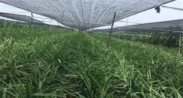 越冬蔬菜覆盖遮阳网可有助于安全越冬