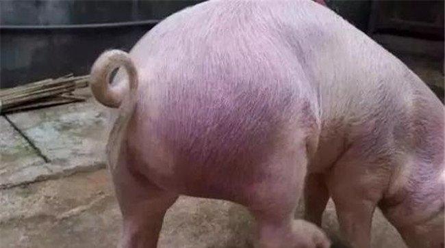 猪掉毛怎么治疗
