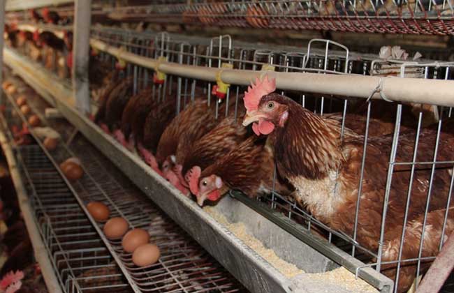 蛋鸡饲料配方营养标准与具体饲料配方推荐