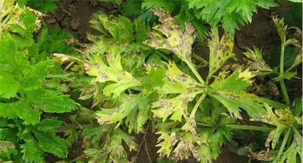 防治芹菜叶枯病
