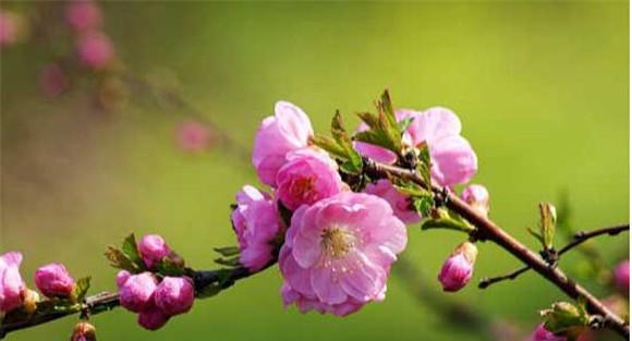 榆叶梅繁殖方法