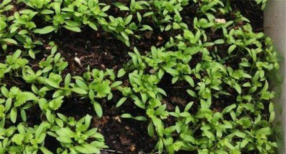 选择香菜品种