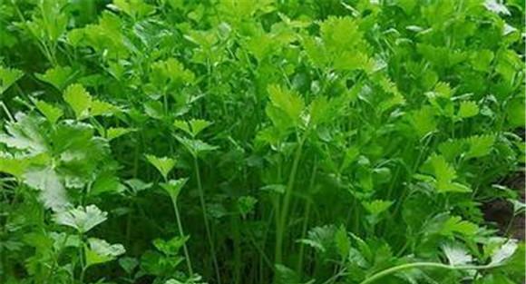 香菜种植