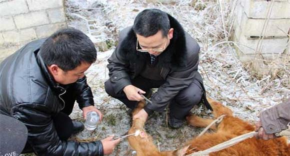 山羊痘的治疗方法