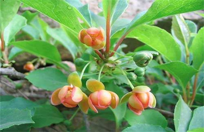 五味子落花落果原因及防治措施是什么