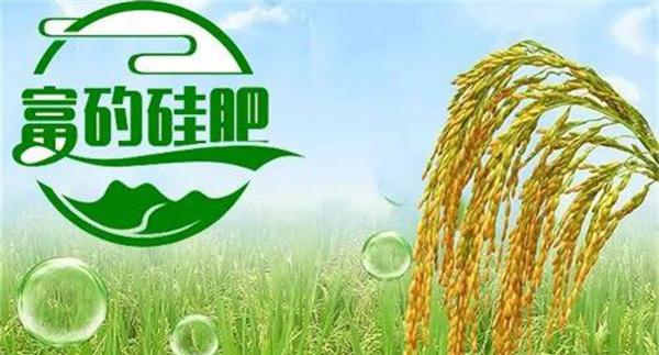 硅肥对发展优质水稻生产有哪些好处