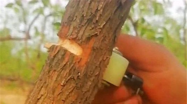 枣树环割最佳位置和时机