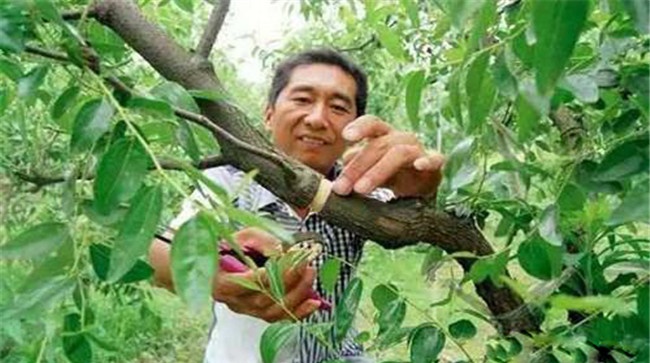 枣树环割宽度怎么掌握