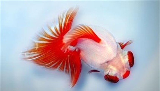 龙睛鱼
