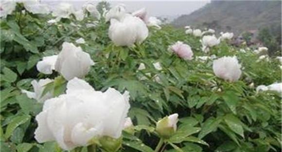 白芍种植技术、方法与主要步骤