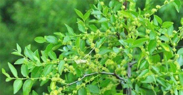 枣树落花落果原因是什么