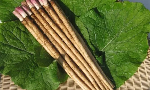 牛蒡的营养价值有哪些