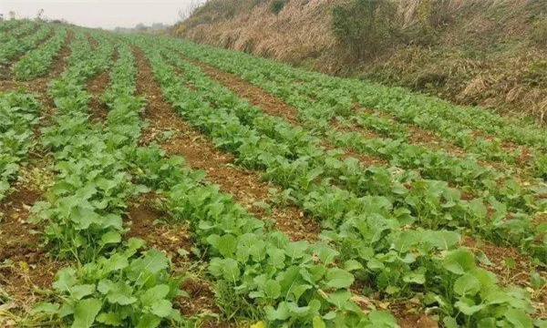 我国油菜栽培的分布