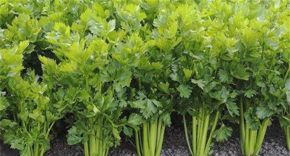 西芹定植后怎么管理
