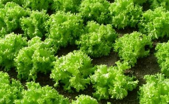 生菜种植技术