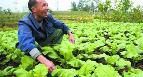 榨菜种植时间