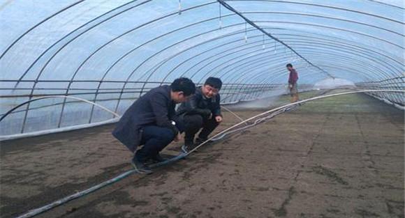 大棚番茄、水稻栽培模式的收益情况