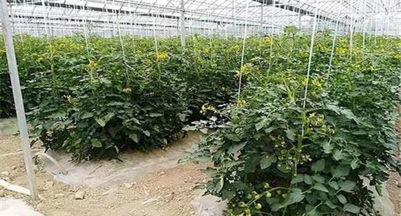 大棚番茄的种植与管理