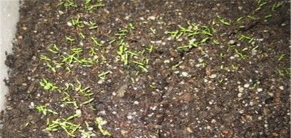 提高西芹发芽率，不要使用当年的种子