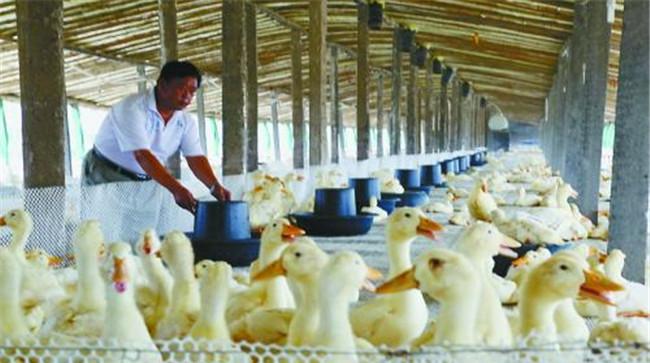 大棚饲养肉鸭需做哪些准备 肉鸭大棚养殖技术