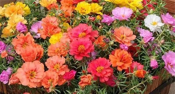 让夏季花卉开得更好的方法